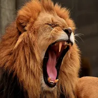 Lion Roar Sound icon