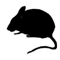 Mouse Sound icon