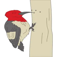 Woodpecker Pecking Sound icon