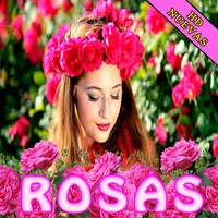 colored roses with phrases to  icon