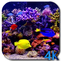 Aquarium 4K Video Wallpaper icon