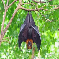 Batmath icon