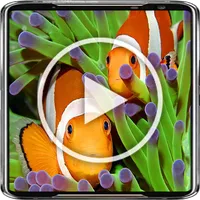 Clownfish Live Wallpaper 4K icon