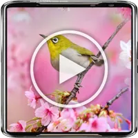 Garden Bird Live Wallpaper 4K icon