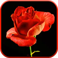 Blooming Rose 3D Video Theme icon