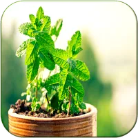 Cura pelas Plantas icon
