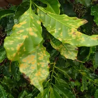 Cafe_Monitoramento_Ferrugem icon