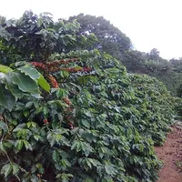 Calc_Calagem_Cafe icon