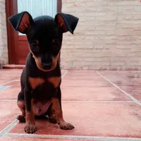 Camilio Dog icon