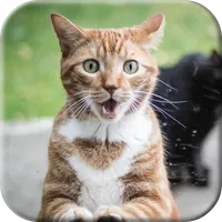 Cat licks glass Video LWP icon