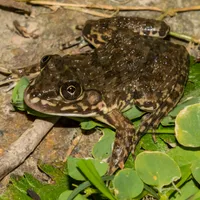 Chinese edible frog calls icon