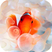 Clownfish Video Live Wallpaper icon