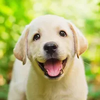 Dog Sounds icon