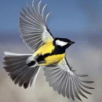 Flying Bird icon