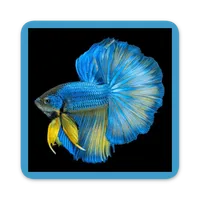Betta Fish Live Wallpapers icon