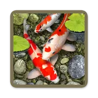 Koi Fish Wallpapers icon
