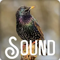 Starling Bird Sound Ringtones icon