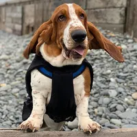 Basset Hound Dog Wallpapers icon