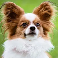 Papillon Dog Wallpapers icon
