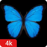 Butterfly Wallpapers icon