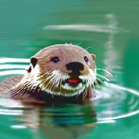 Otter My Way! icon