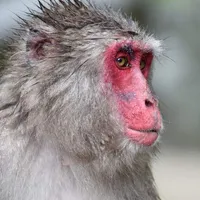 Japanese Macaque Wallpaper icon