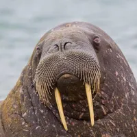 Walrus Wallpaper icon