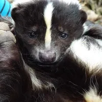 Skunk Wallpaper icon