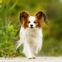 Papillon Dog Wallpaper icon