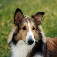 Shetland Sheepdog Wallpaper icon
