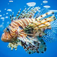 Lionfish Wallpaper icon