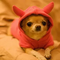 Chihuahua Wallpapers icon