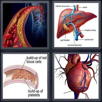 Blood Disease & Treatment icon