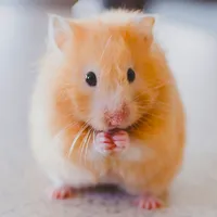 Hamster Wallpapers icon