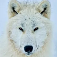 White (Polar) Wolf Wallpapers icon
