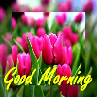 Beautiful Good Morning Cards icon