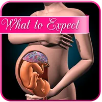 Pregnancy app : weekly expecta icon