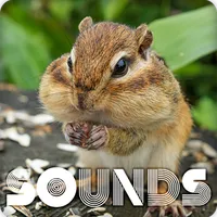 Chipmunk Sound Ringtones icon