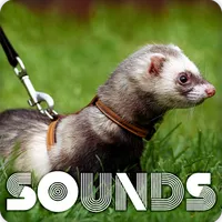 Ferret Sound Ringtones icon