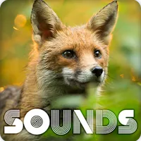 Fox Sound Ringtones icon