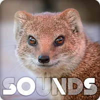Mongoose Sound Ringtones icon
