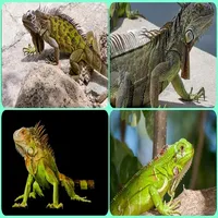 Best tips cultivation iguana icon
