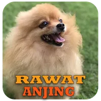 Cara Merawat Anjing icon