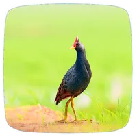 Watercock Sounds icon