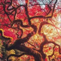 Nature Wallpaper Collection icon