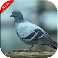 Pigeon Wallpapers icon