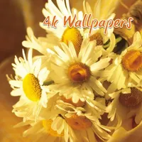 Flower Petals HD Wallpapers icon