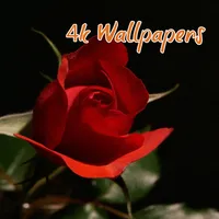 Rose Wallpapers HD 4K icon