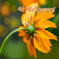 Daisy 4K Wallpapers HD icon