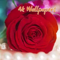 Red Rose HD Wallpapers icon